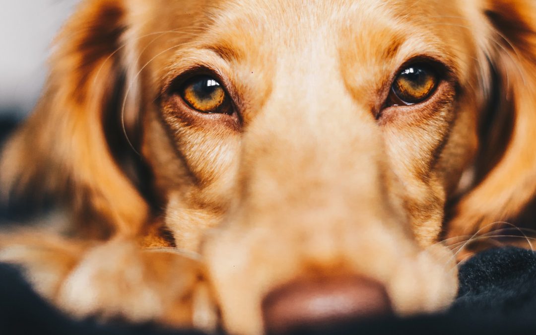 Tips para cuidar los huesos y articulaciones de tu perro