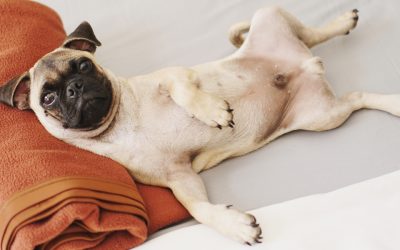 Cómo darle un buen masaje a tu perro: beneficios y consejos