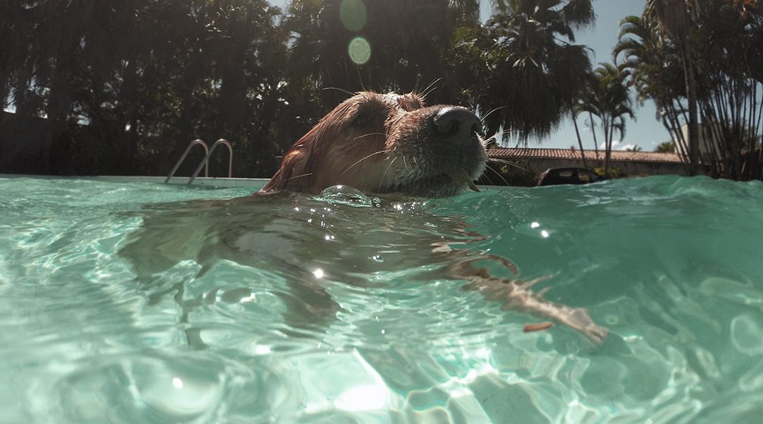 Cómo hidratar y refrescar a tu perro en verano