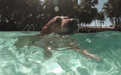 Cómo hidratar y refrescar a tu perro en verano