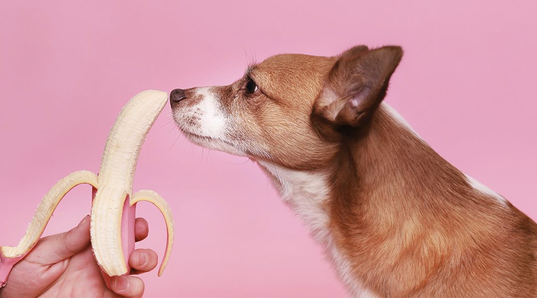 ¿Qué plantas y alimentos son tóxicos para tu mascota?