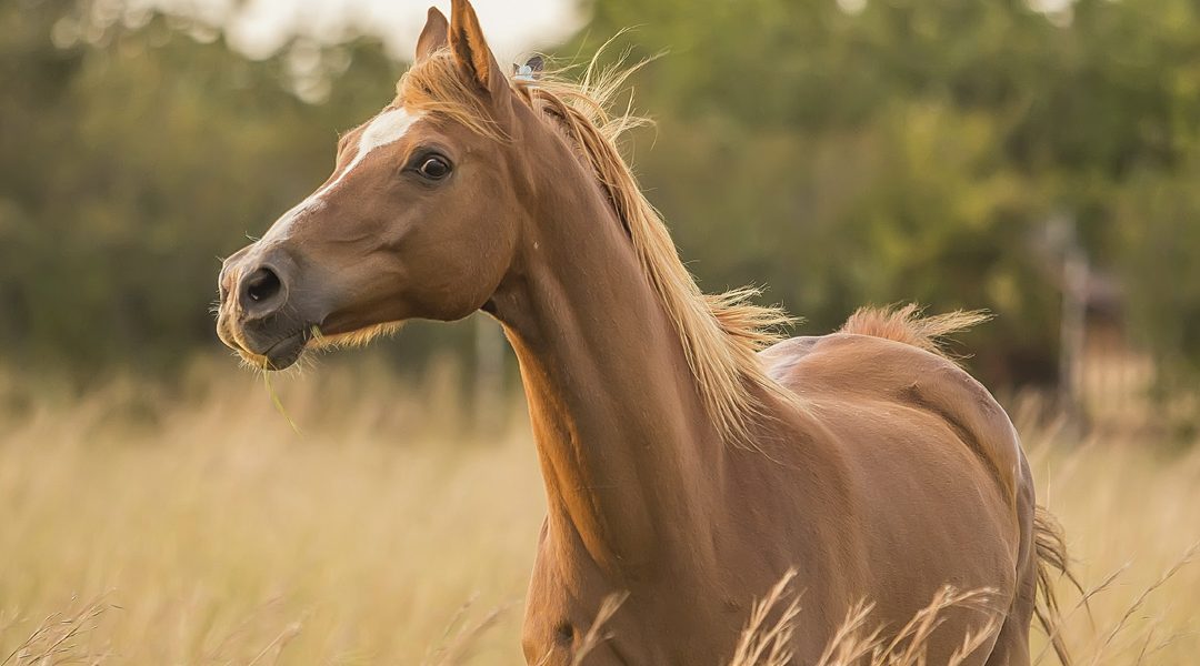 Cómo cuidar el pelo del caballo