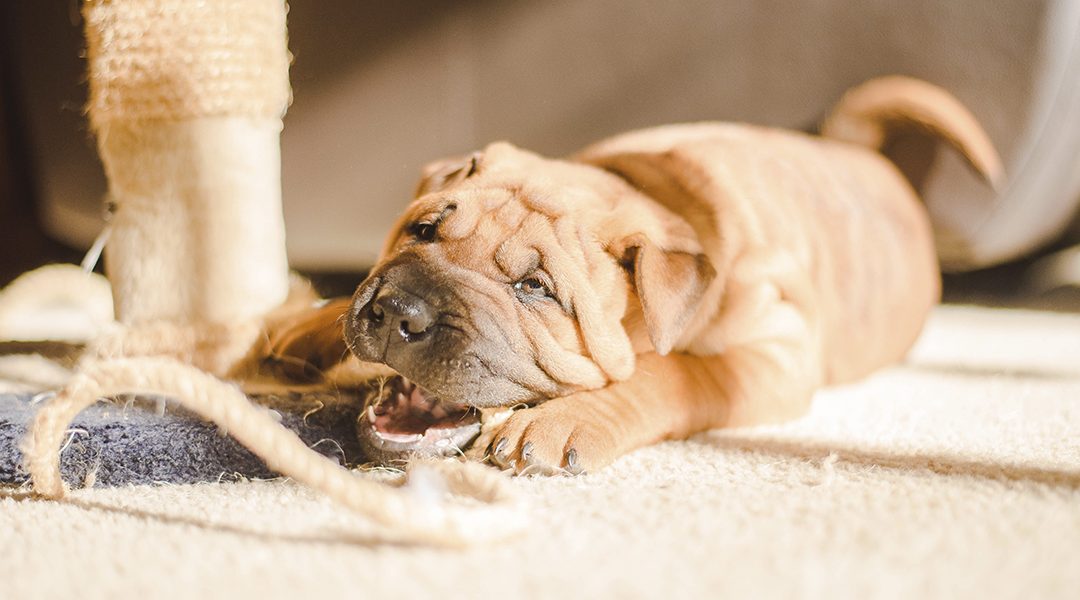 Depresión post-vacacional: consejos para retomar la rutina con tu perro