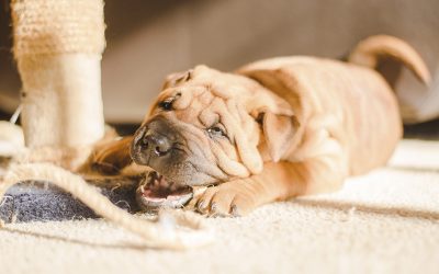Depresión post-vacacional: consejos para retomar la rutina con tu perro