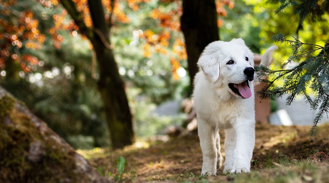 Un otoño saludable para tu perro