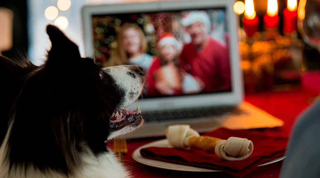 Ideas para compartir la Navidad con tu mascota
