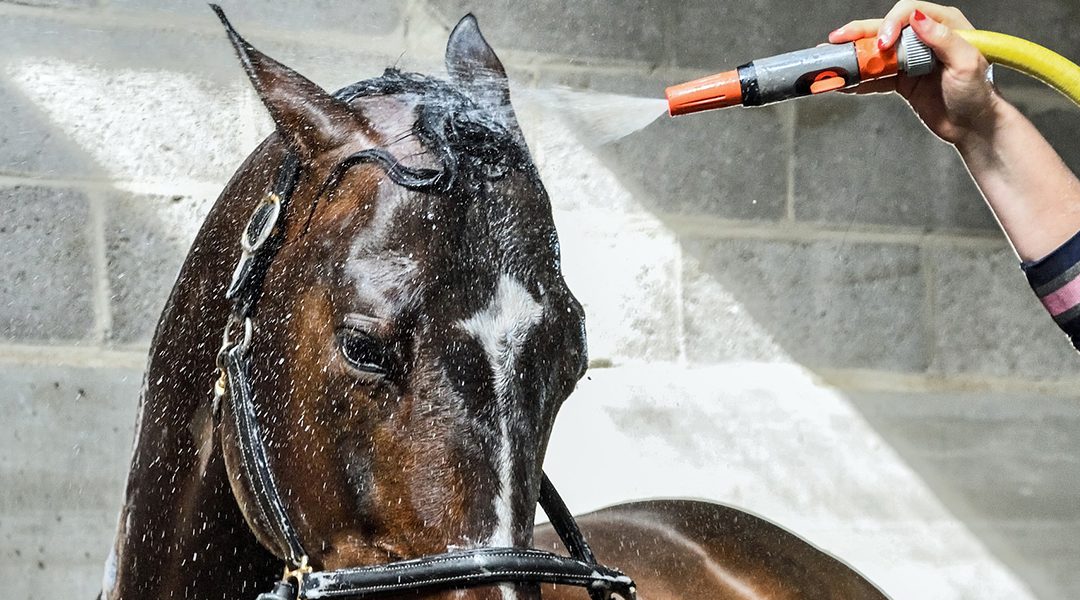Importancia de cuidar y proteger la piel de un caballo