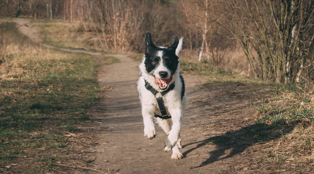 Consejos para fortalecer las articulaciones de un perro