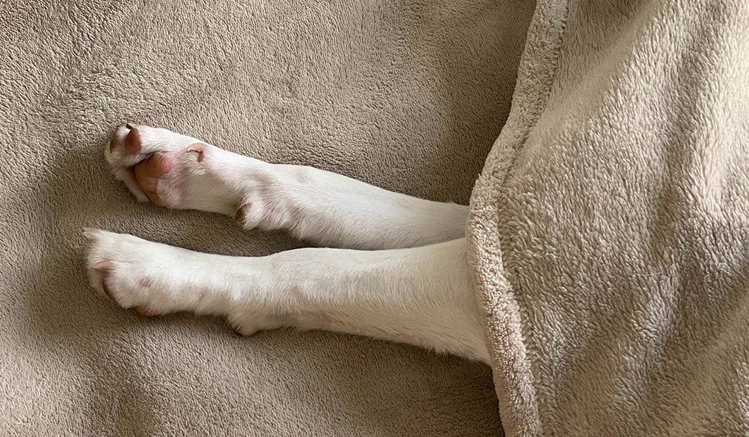 Dermatitis atópica canina: un tipo de alergia en perros