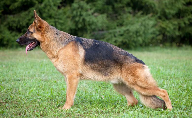 perro pastor aleman con displasia de cadera
